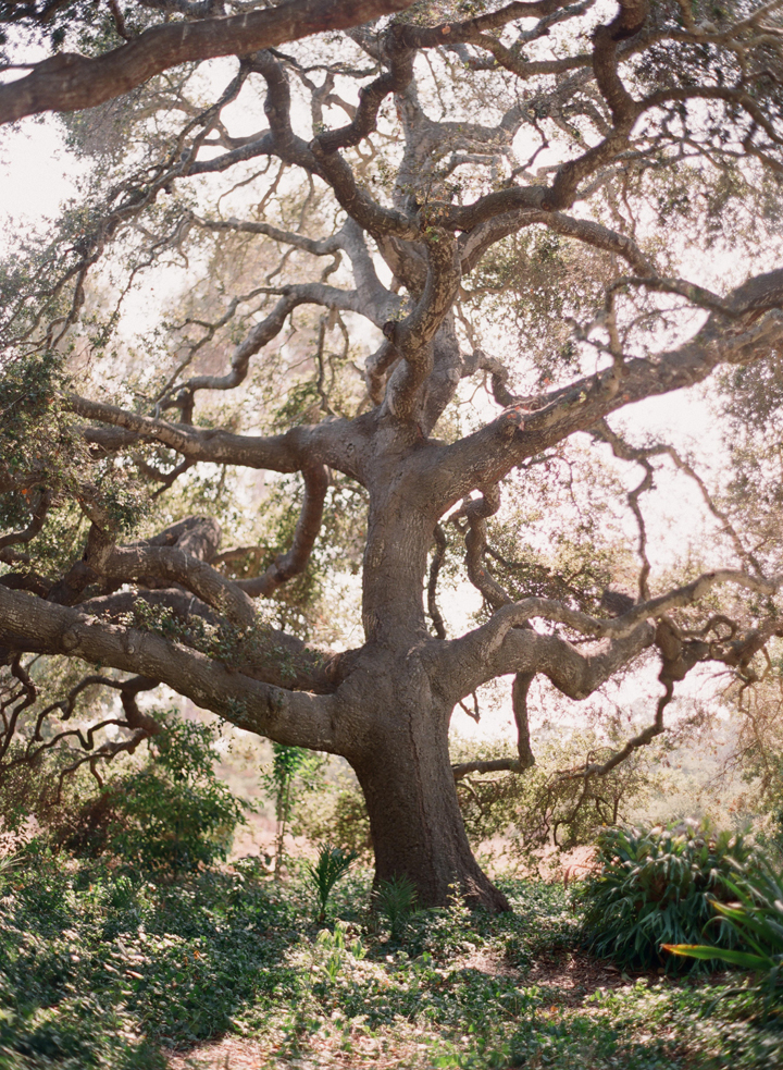 Stow House Oak Tree