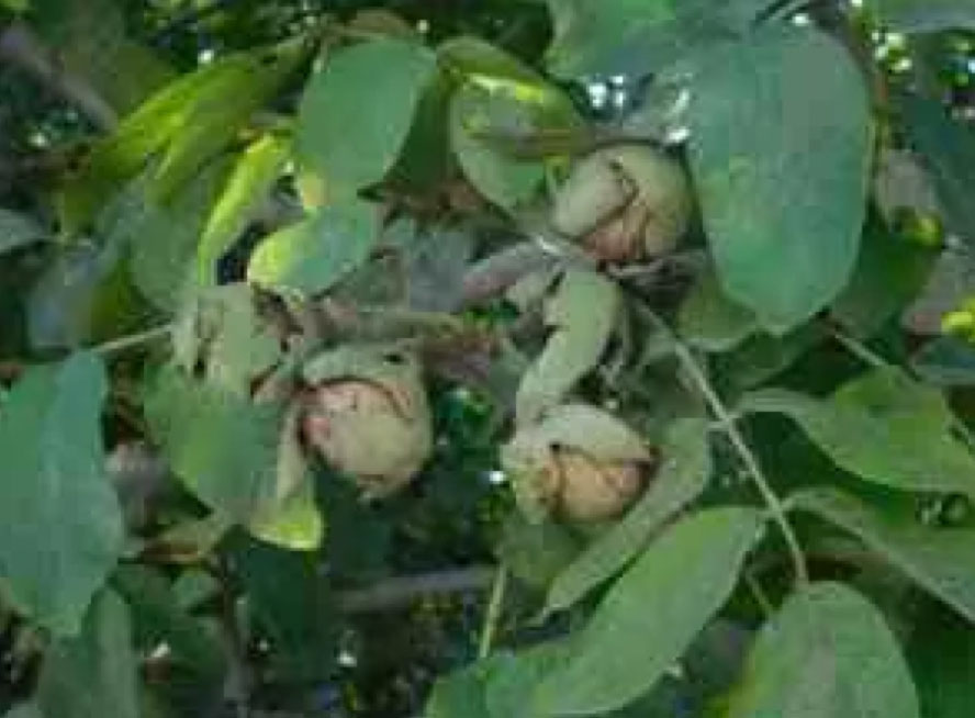 Walnuts